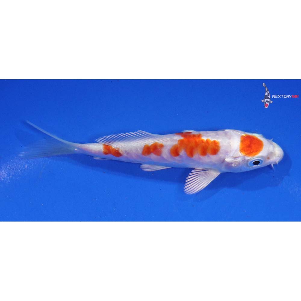 4” Imported Kikusui