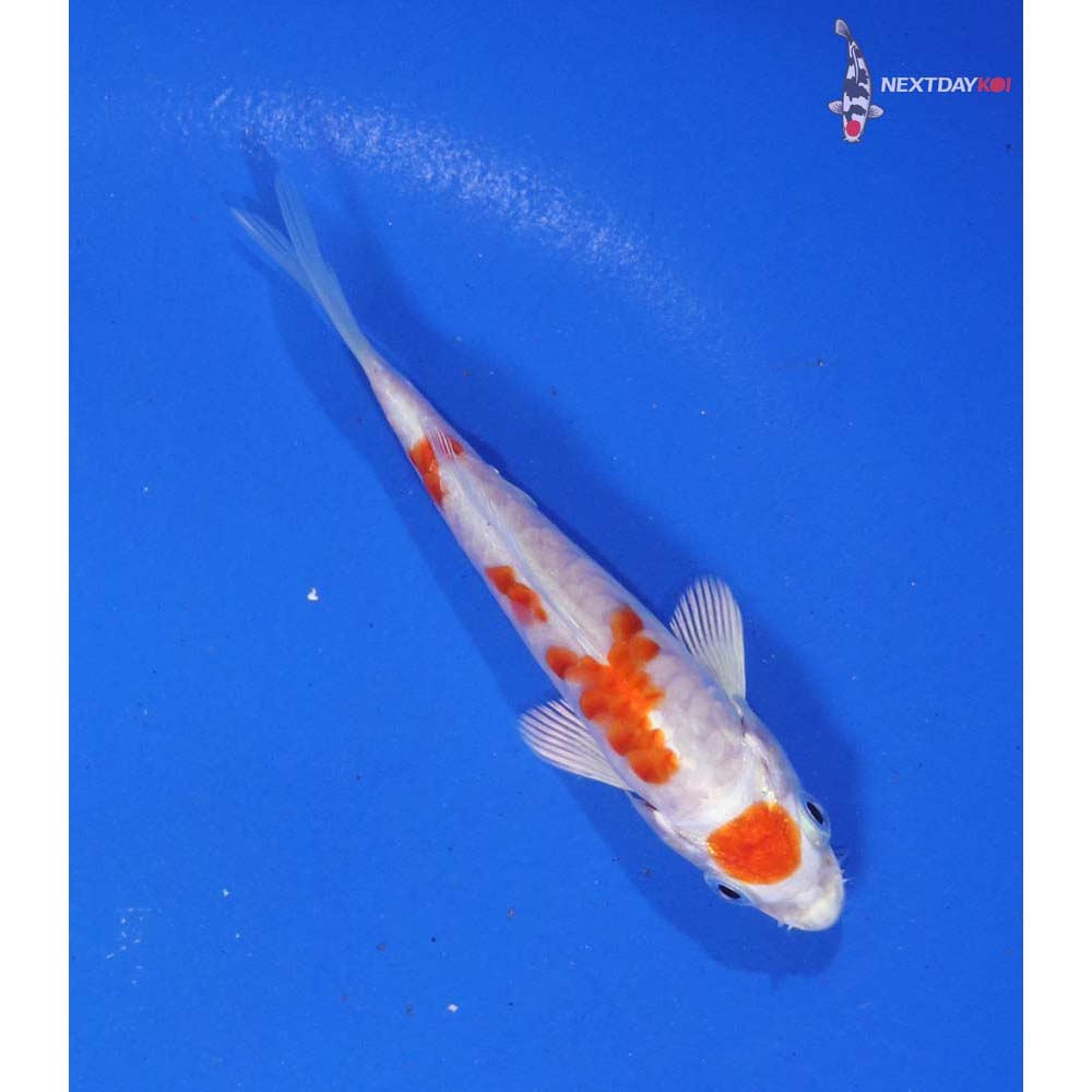 4” Imported Kikusui