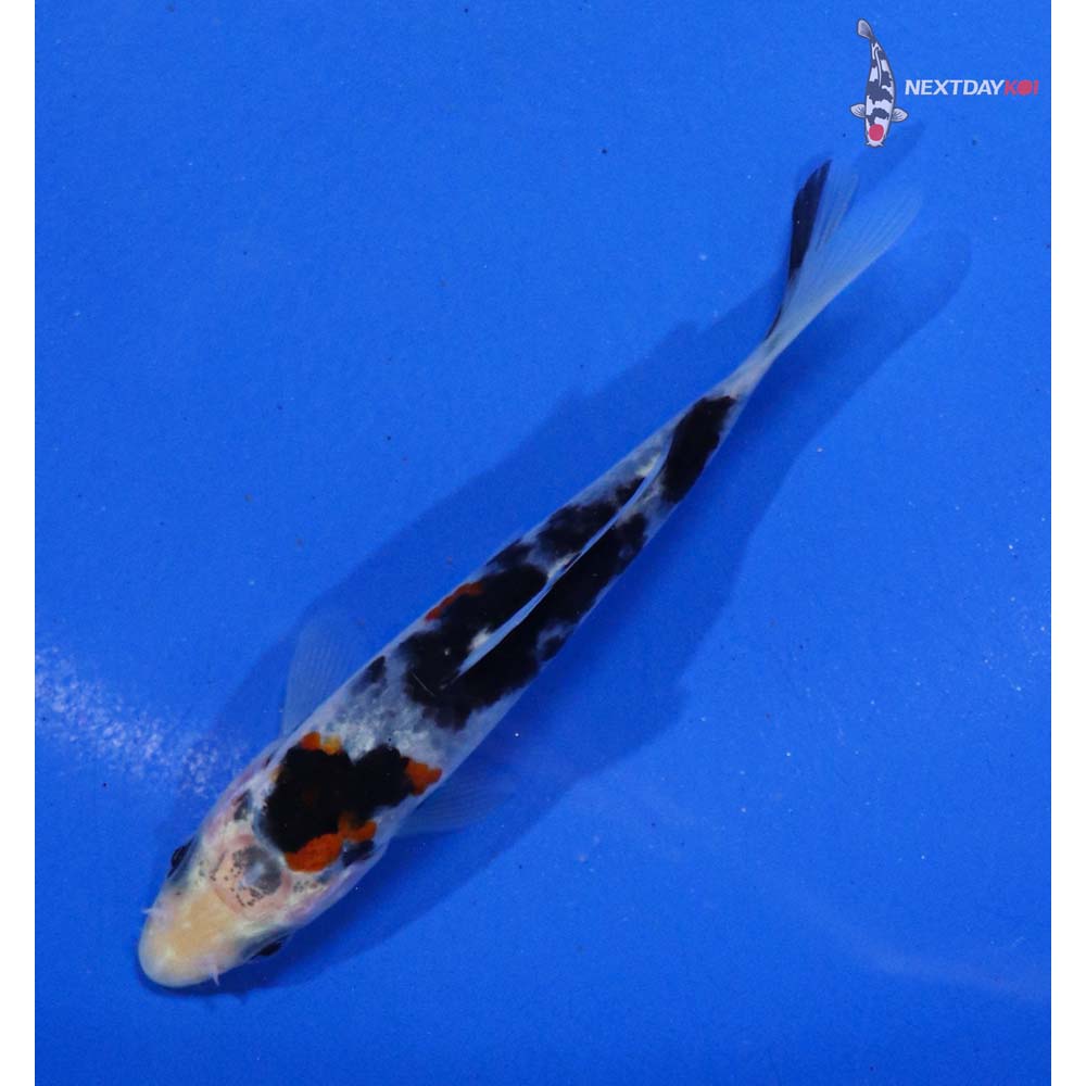 4” Imported Sanke