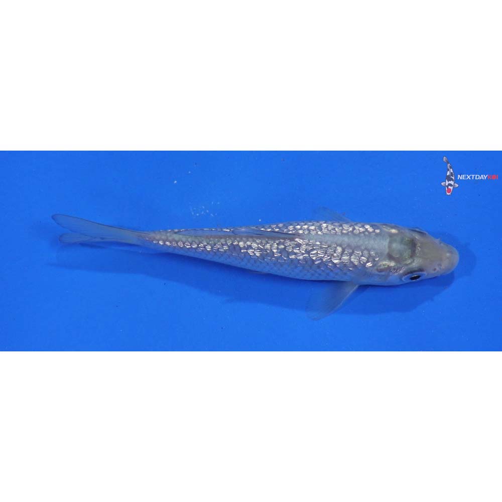 4.5” Imported Gin Rin Soragoi
