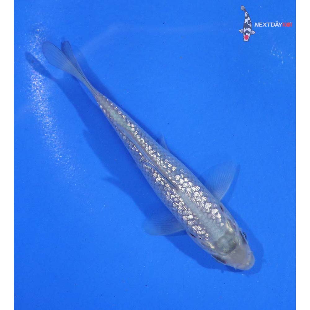 4.5” Imported Gin Rin Soragoi