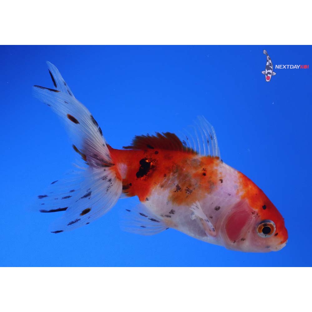 4” Imported Calico Wakin
