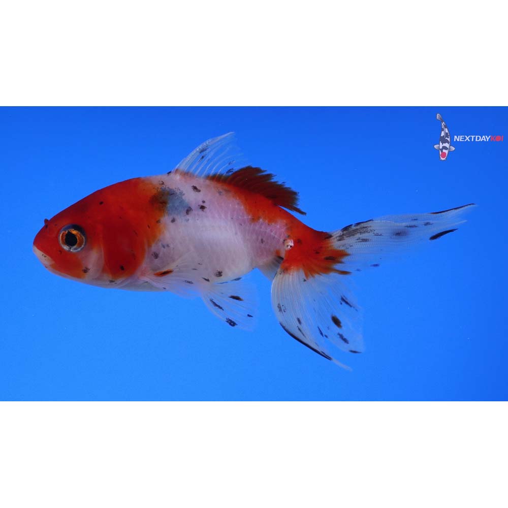 4” Imported Calico Wakin
