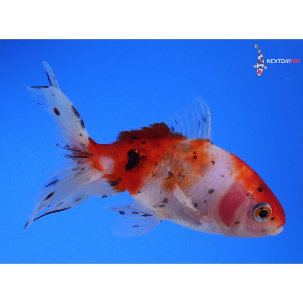 4” Imported Calico Wakin