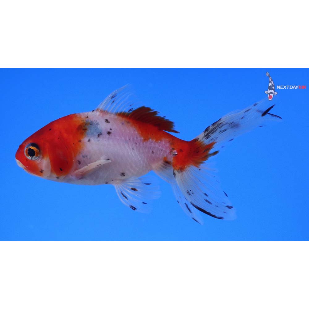 4” Imported Calico Wakin