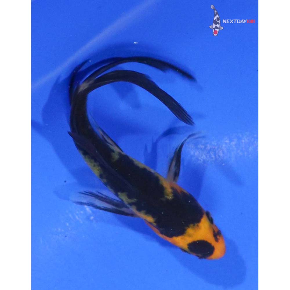 3.5” Imported Hi Utsuri Butterfly Koi