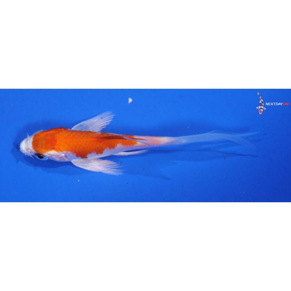 3.5” Imported Hariwake Butterfly Koi