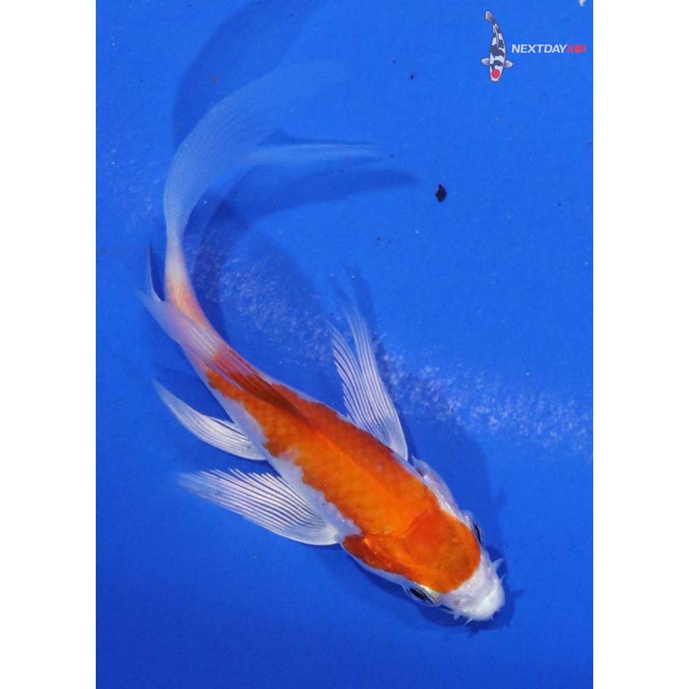 3.5” Imported Hariwake Butterfly Koi