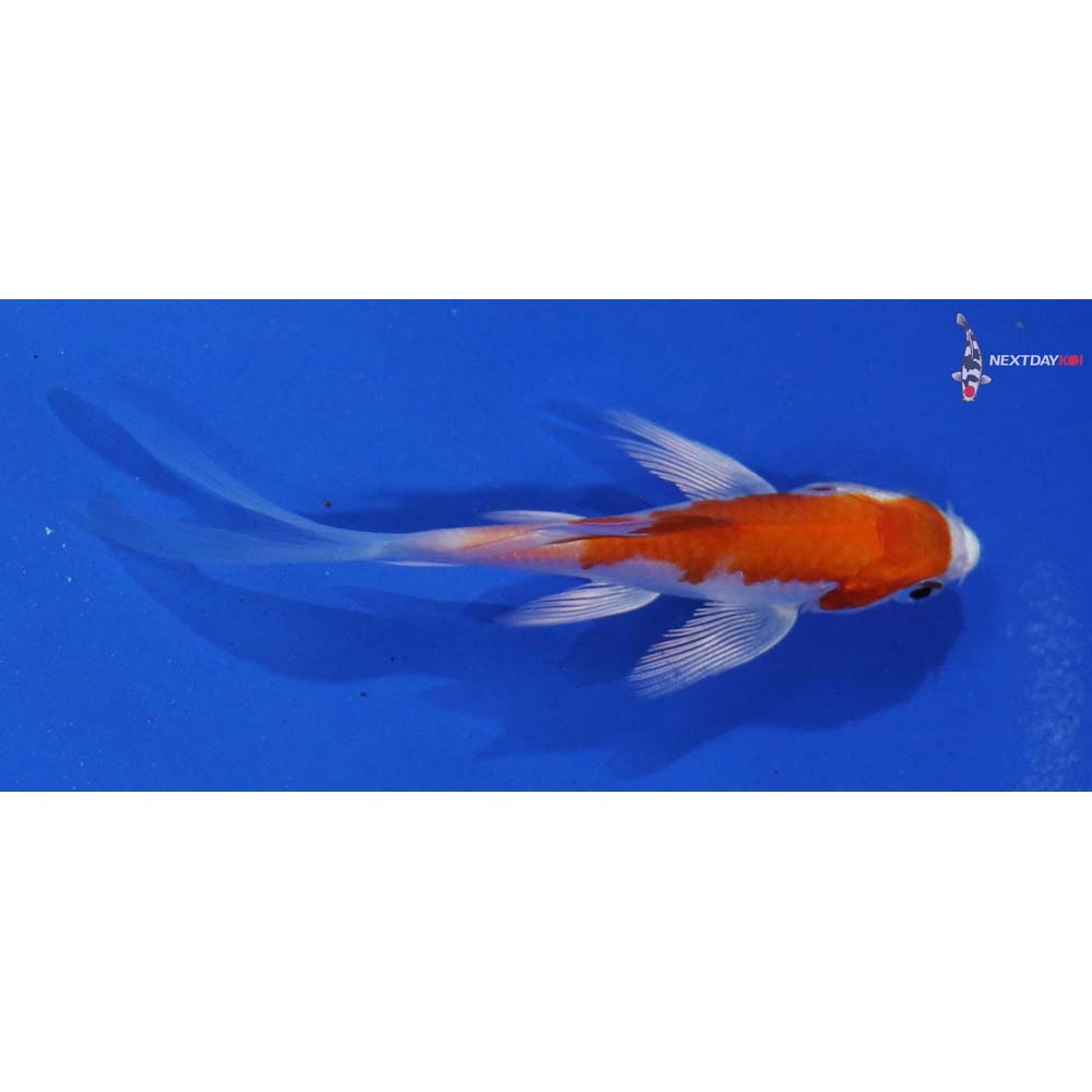 3.5” Imported Hariwake Butterfly Koi
