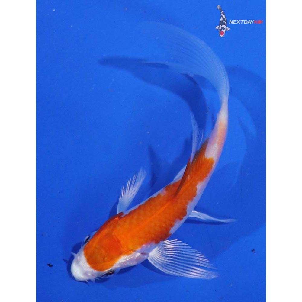 3.5” Imported Hariwake Butterfly Koi
