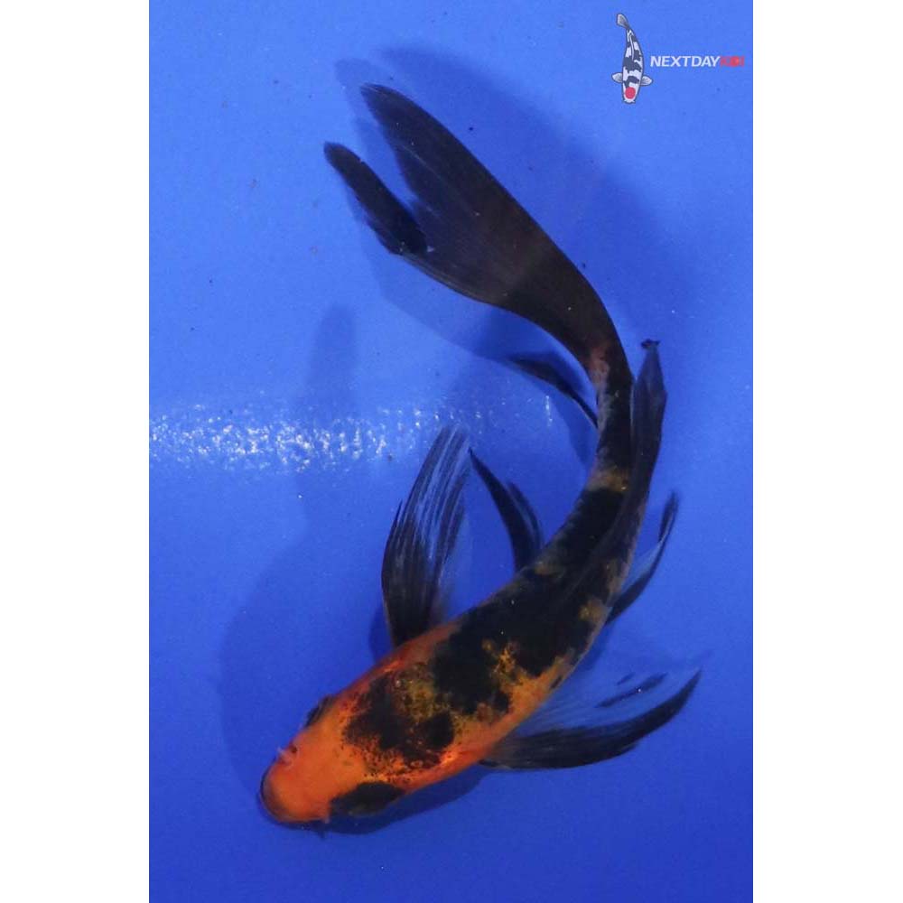 4” Imported Aka Bekko Butterfly Koi