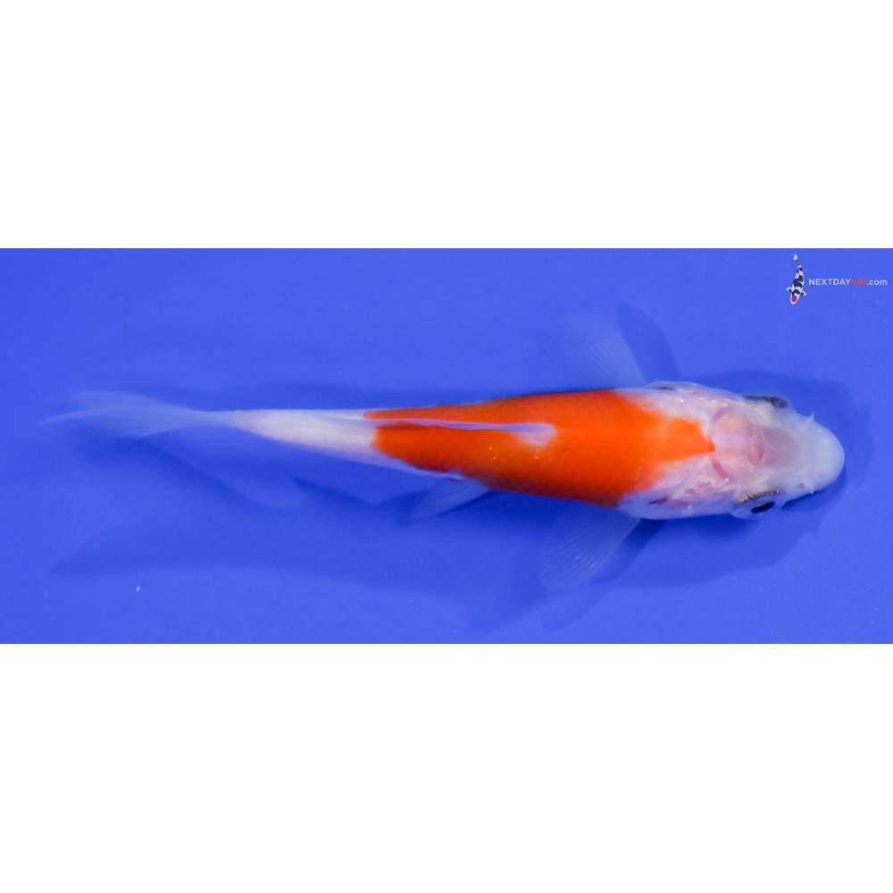 3” Imported Kohaku