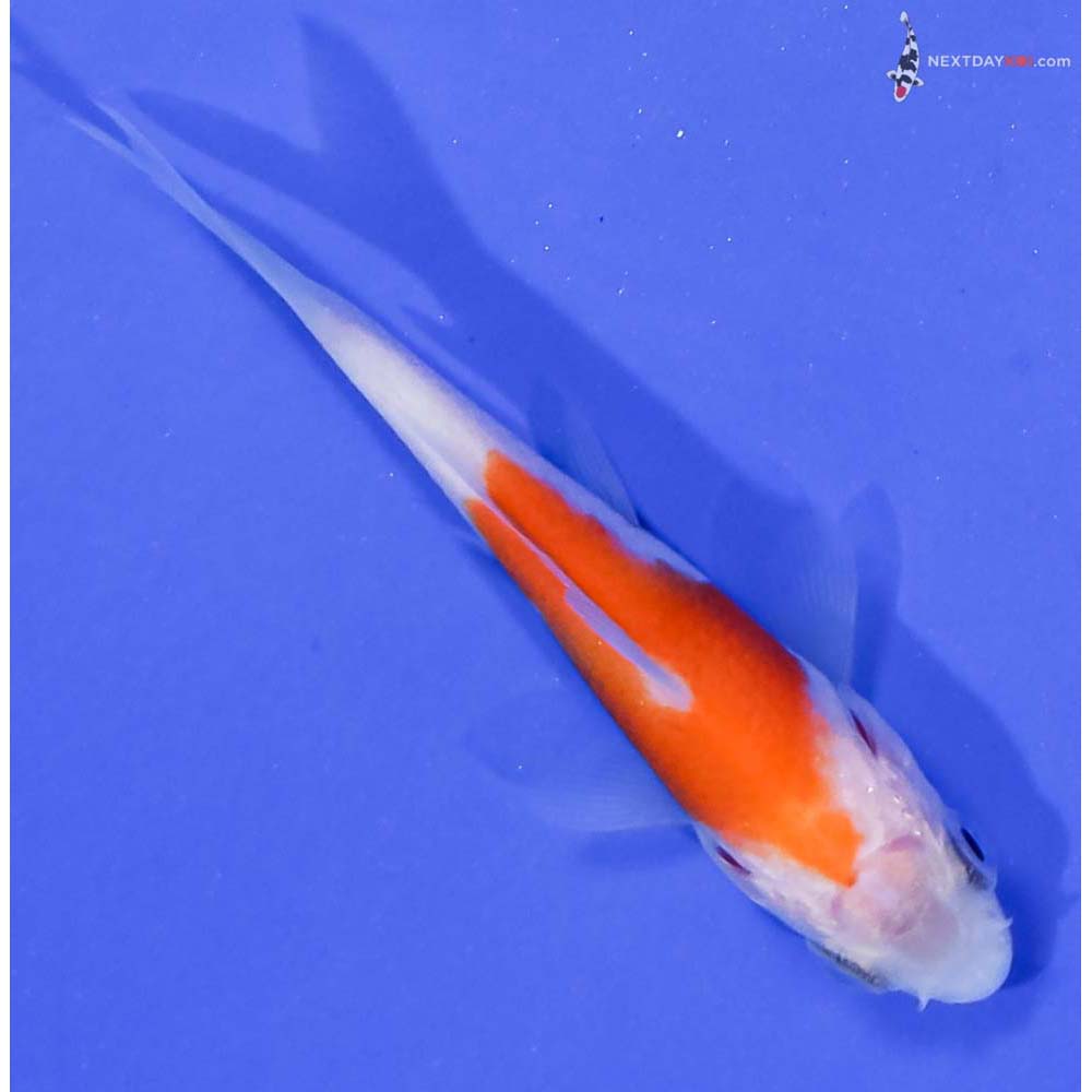 3” Imported Kohaku