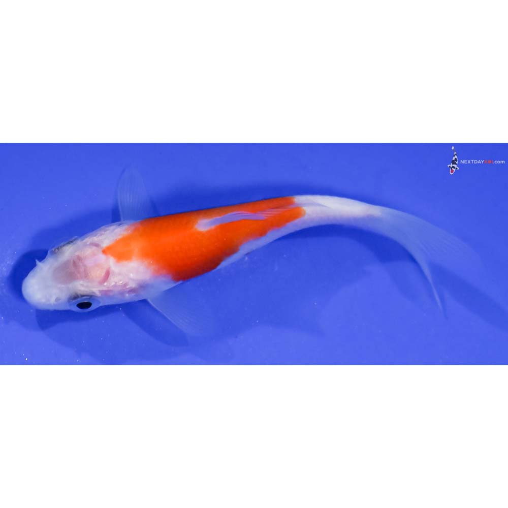 3” Imported Kohaku