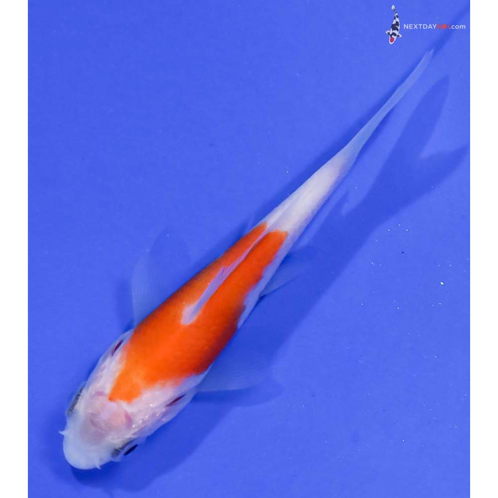 3” Imported Kohaku