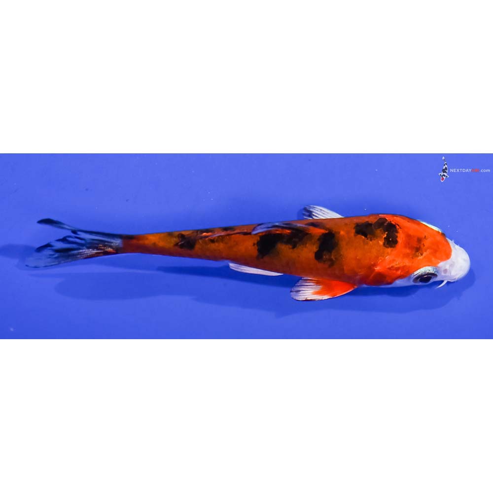 3.5” Imported Yamato Nishiki