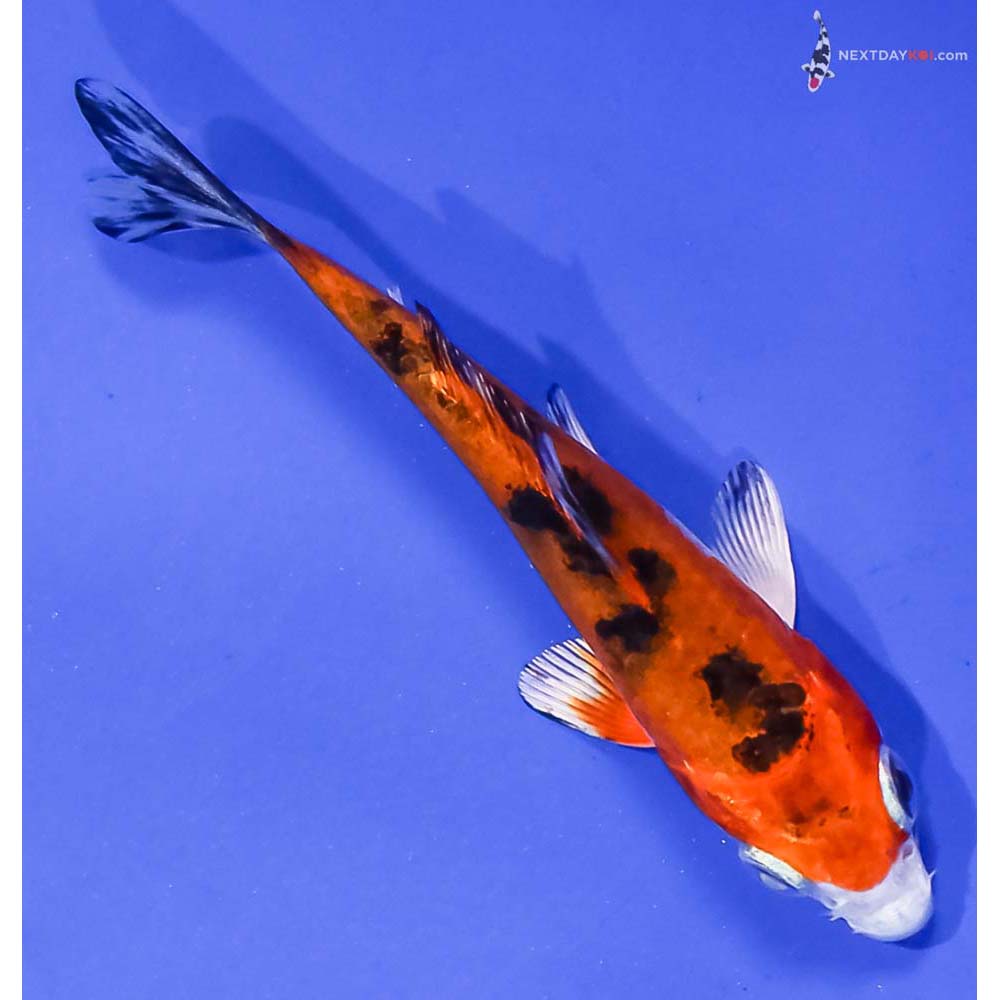 3.5” Imported Yamato Nishiki