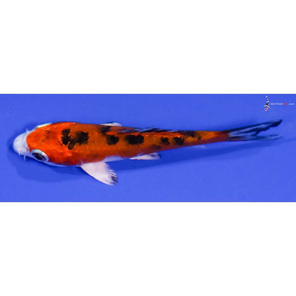 3.5” Imported Yamato Nishiki