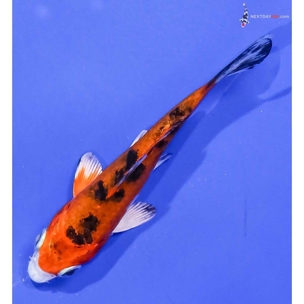 3.5” Imported Yamato Nishiki