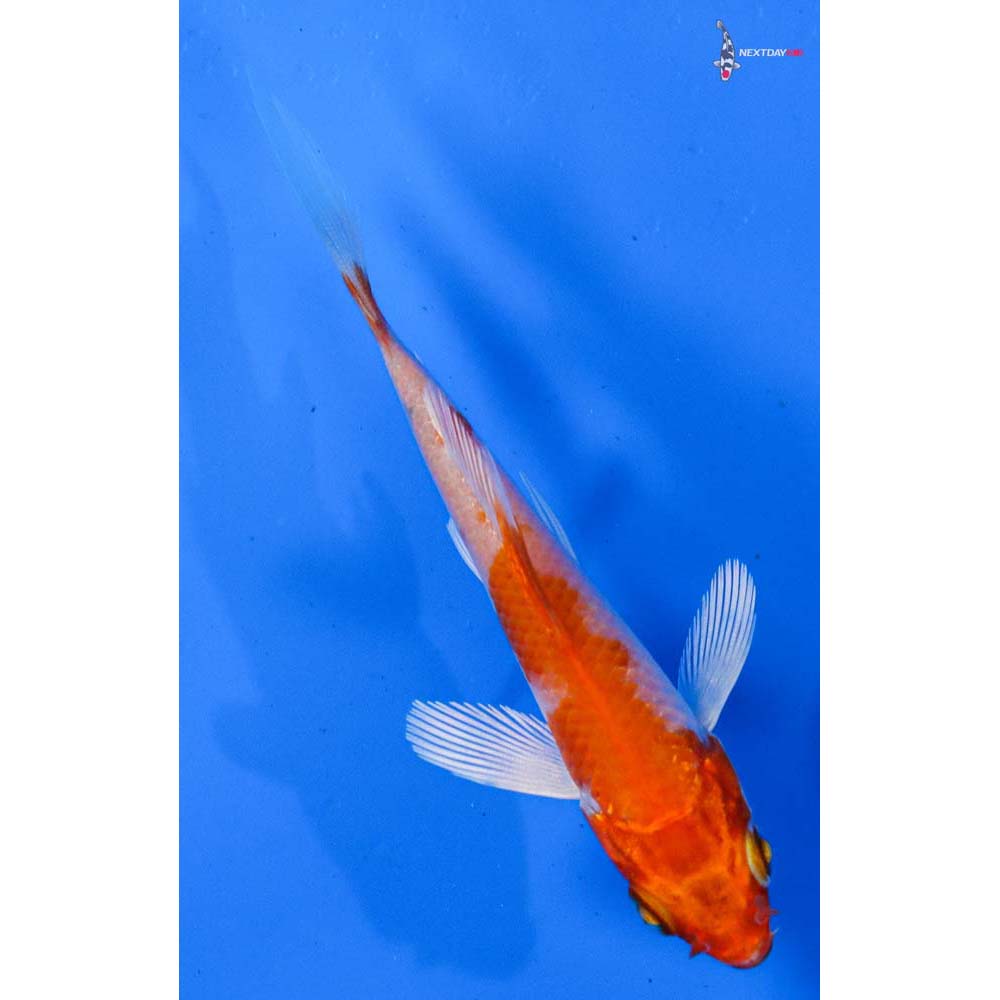 3.5” Imported Hariwake Butterfly Koi