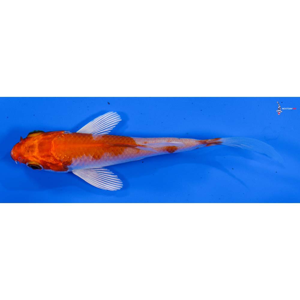 3.5” Imported Hariwake Butterfly Koi