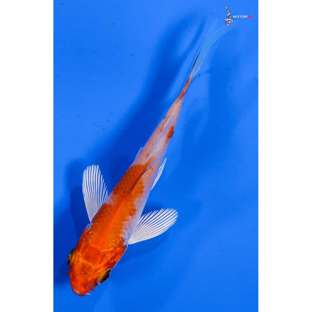 3.5” Imported Hariwake Butterfly Koi