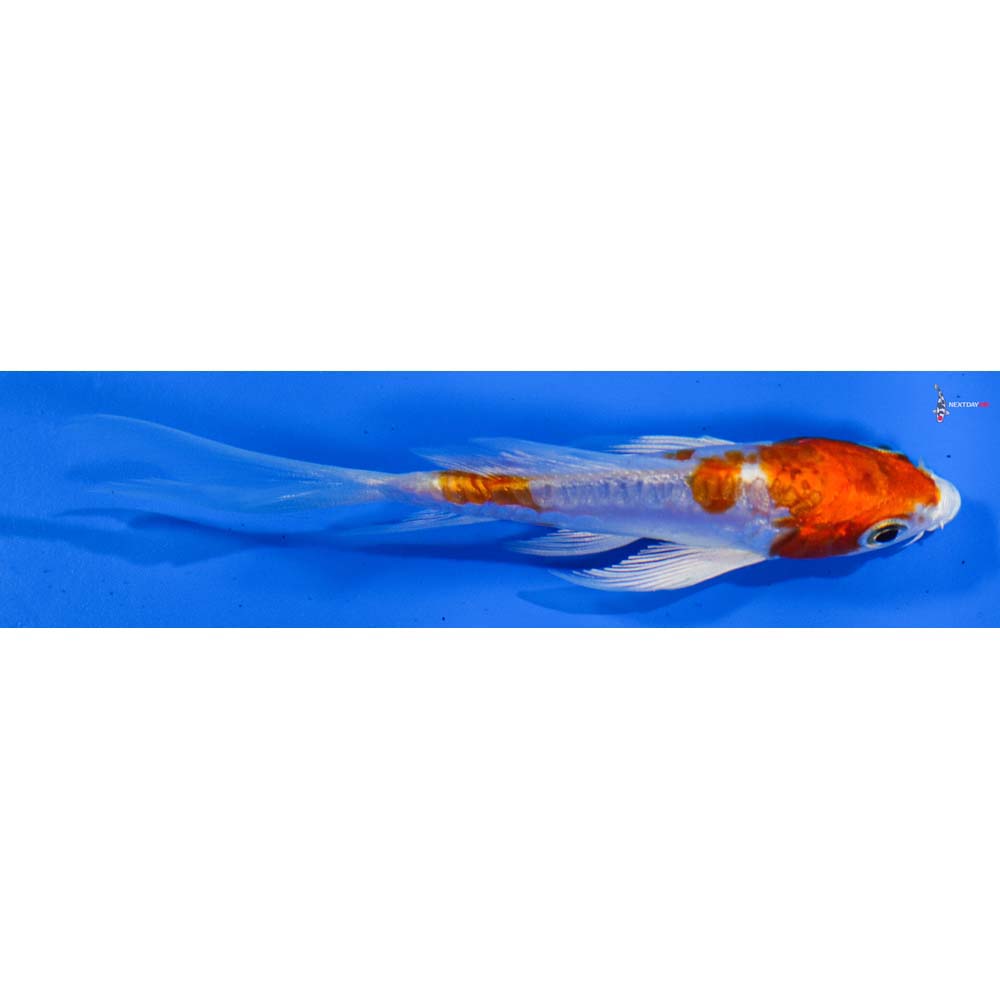 3.5” Imported Kikusui Butterfly Koi