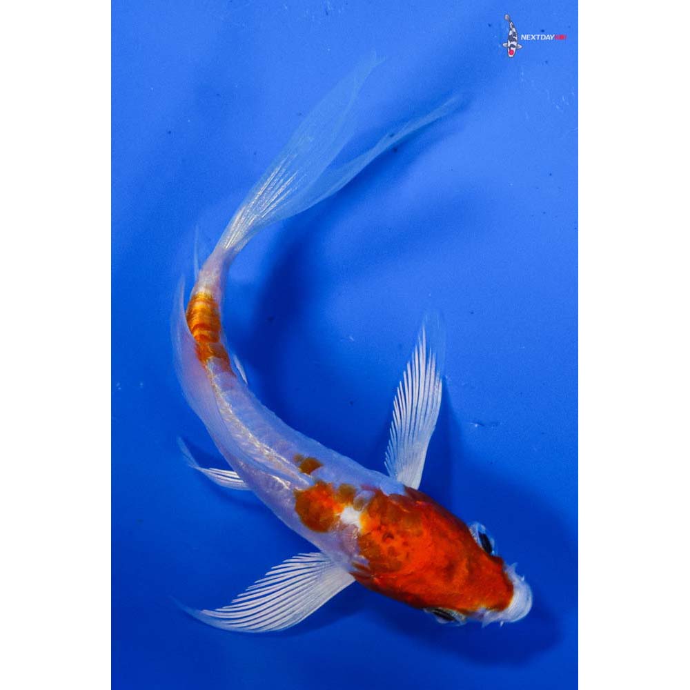 3.5” Imported Kikusui Butterfly Koi