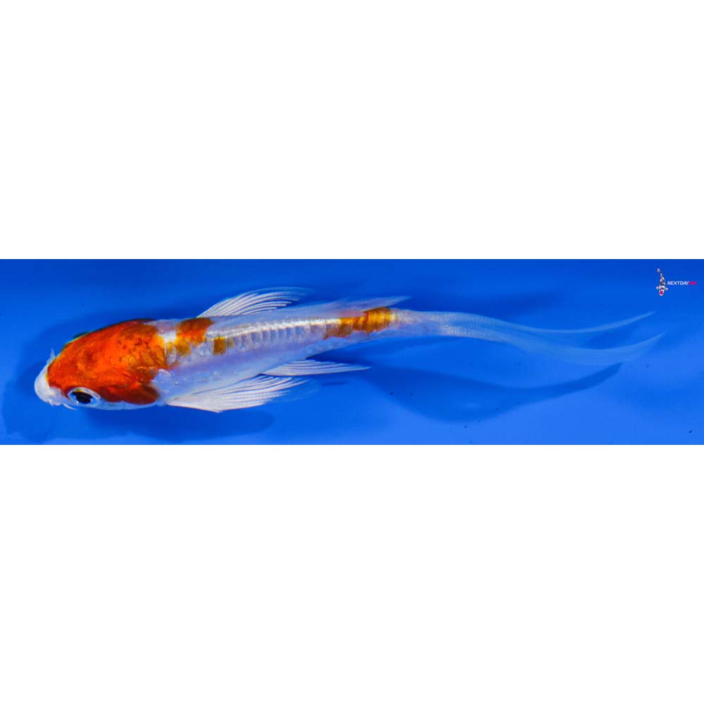 3.5” Imported Kikusui Butterfly Koi