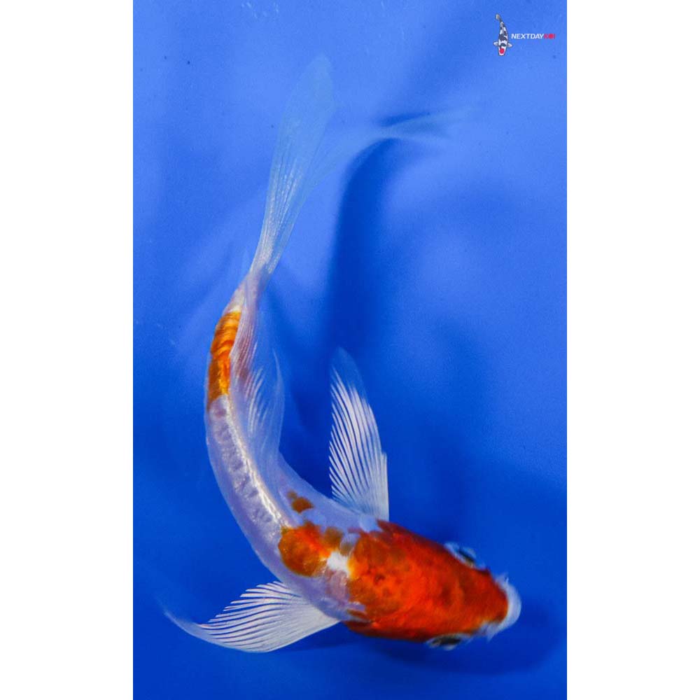 3.5” Imported Kikusui Butterfly Koi