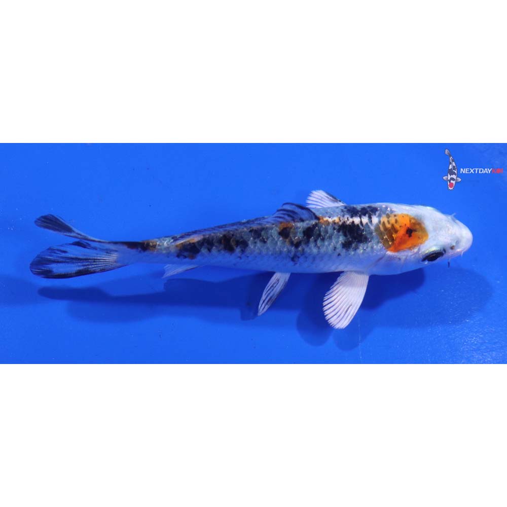 3.5” Imported Yamato Nishiki