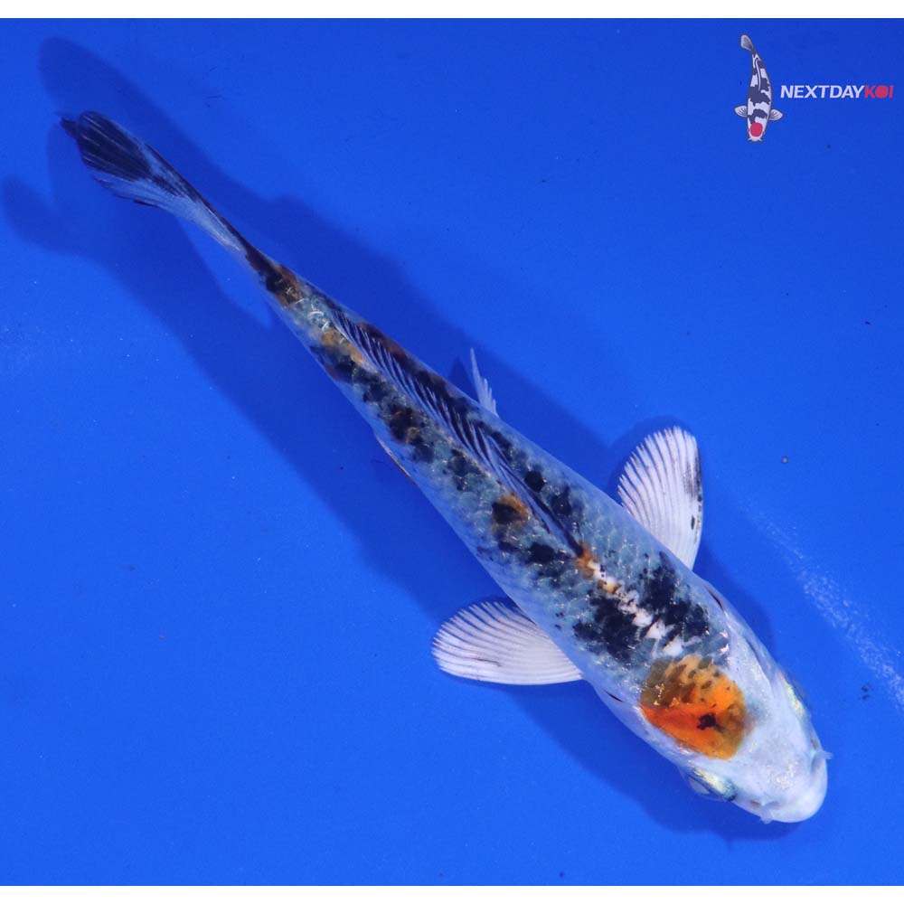 3.5” Imported Yamato Nishiki
