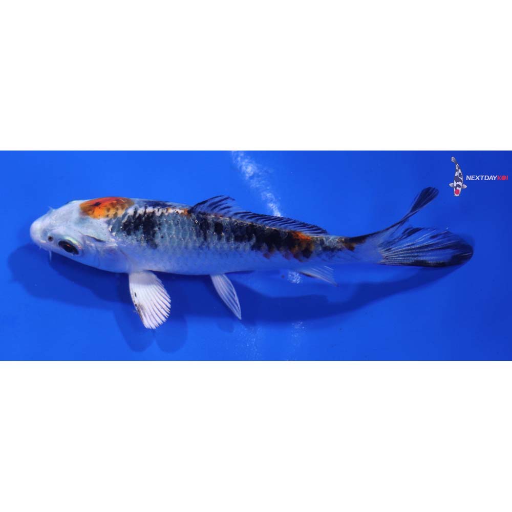 3.5” Imported Yamato Nishiki