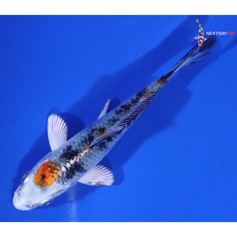 3.5” Imported Yamato Nishiki