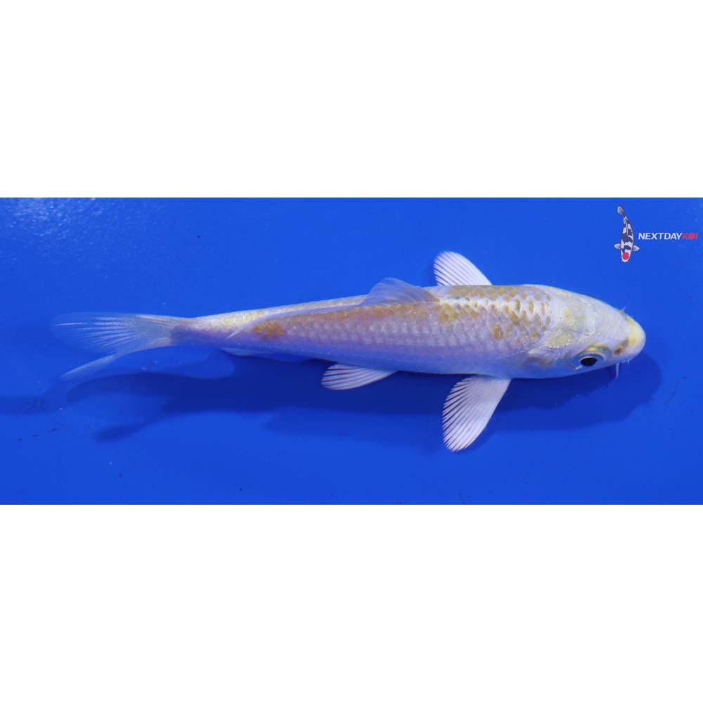 3.5” Imported Lemon Hariwake