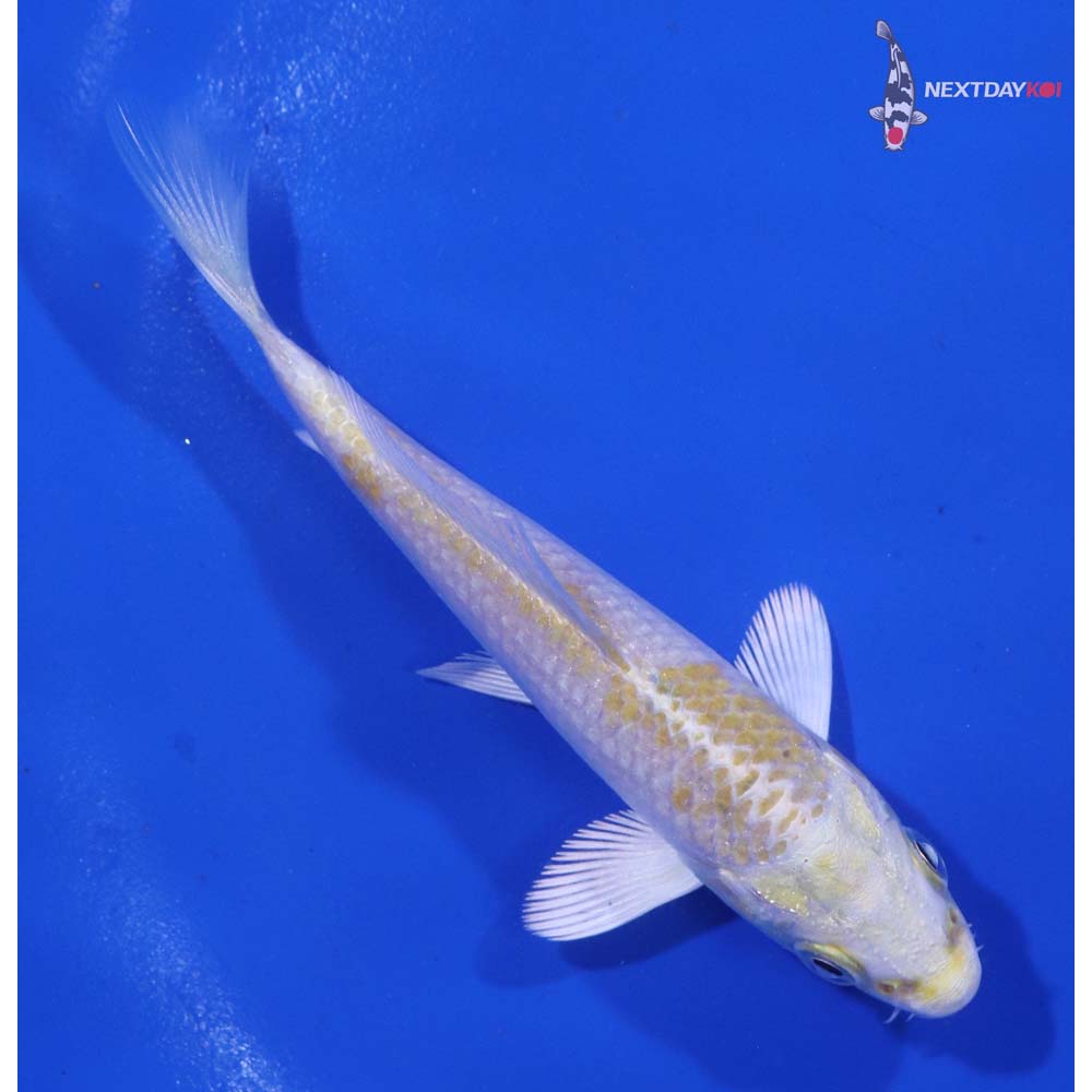 3.5” Imported Lemon Hariwake