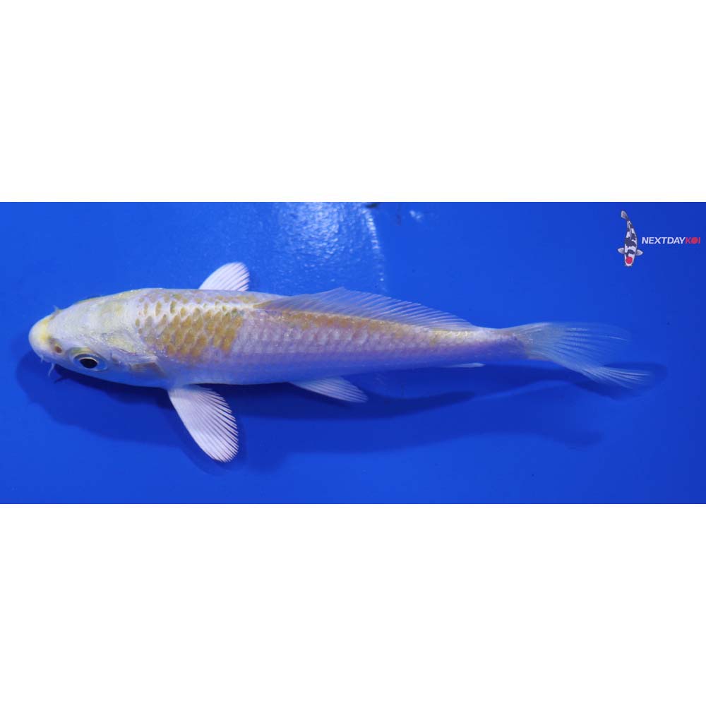 3.5” Imported Lemon Hariwake