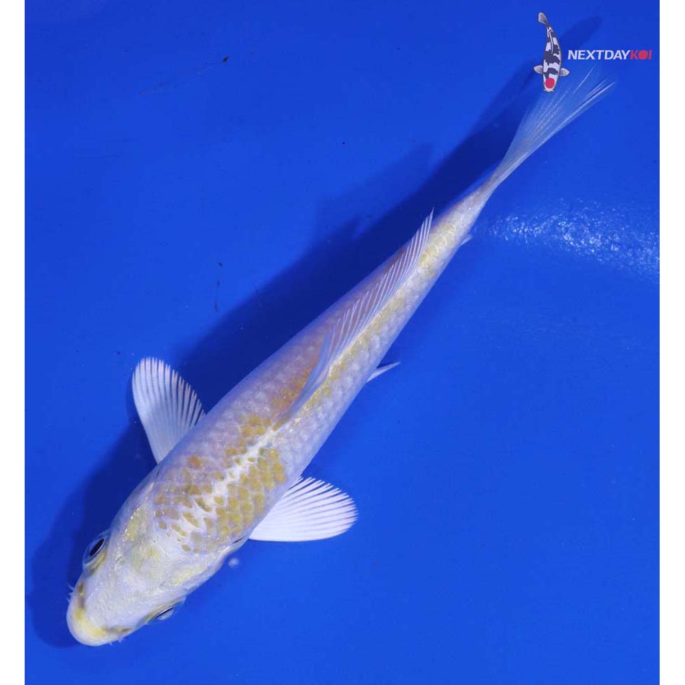 3.5” Imported Lemon Hariwake
