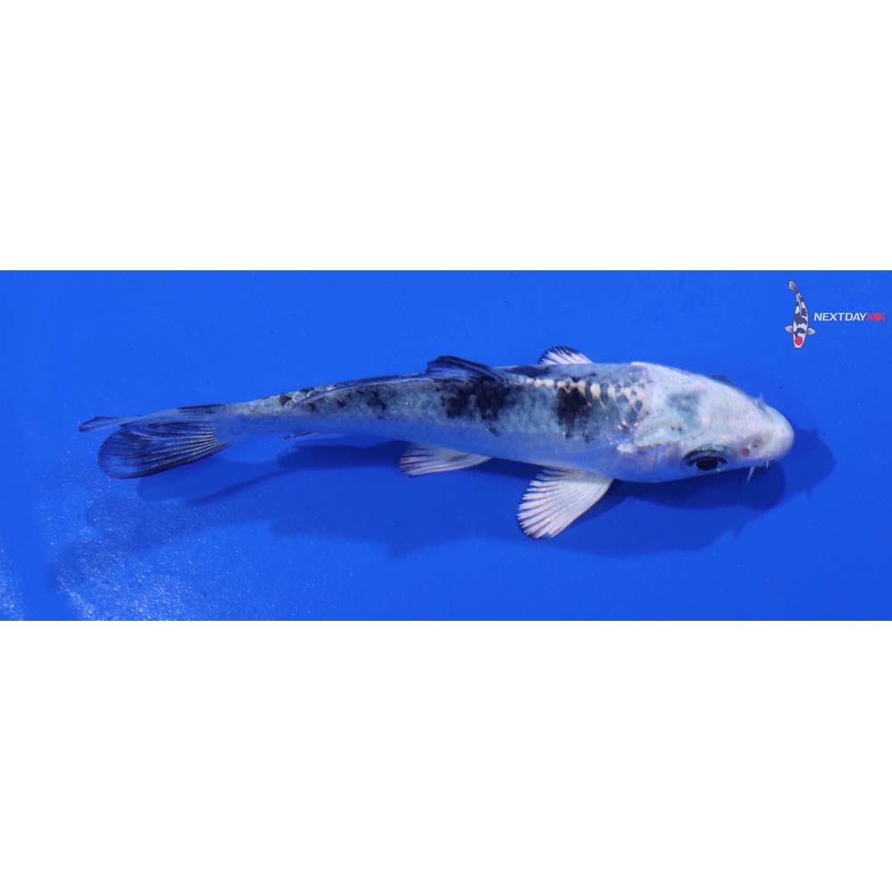 3.5” Imported Gin Shiro Bekko