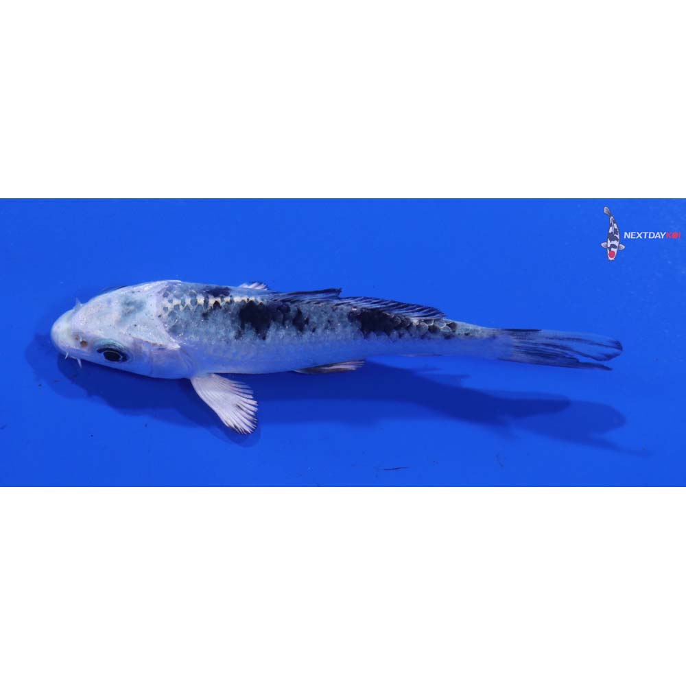 3.5” Imported Gin Shiro Bekko