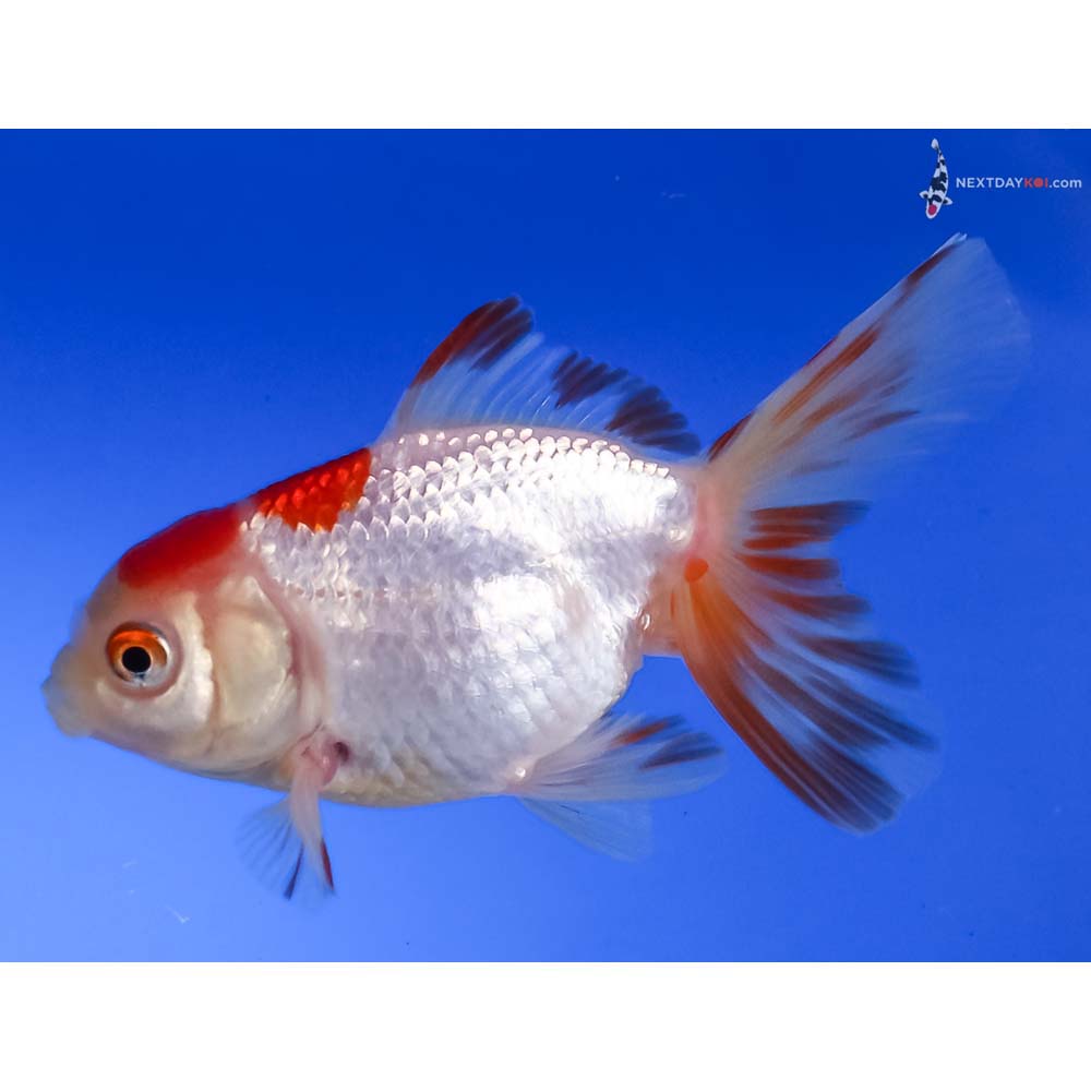 3.5” Imported Red and White Oranda