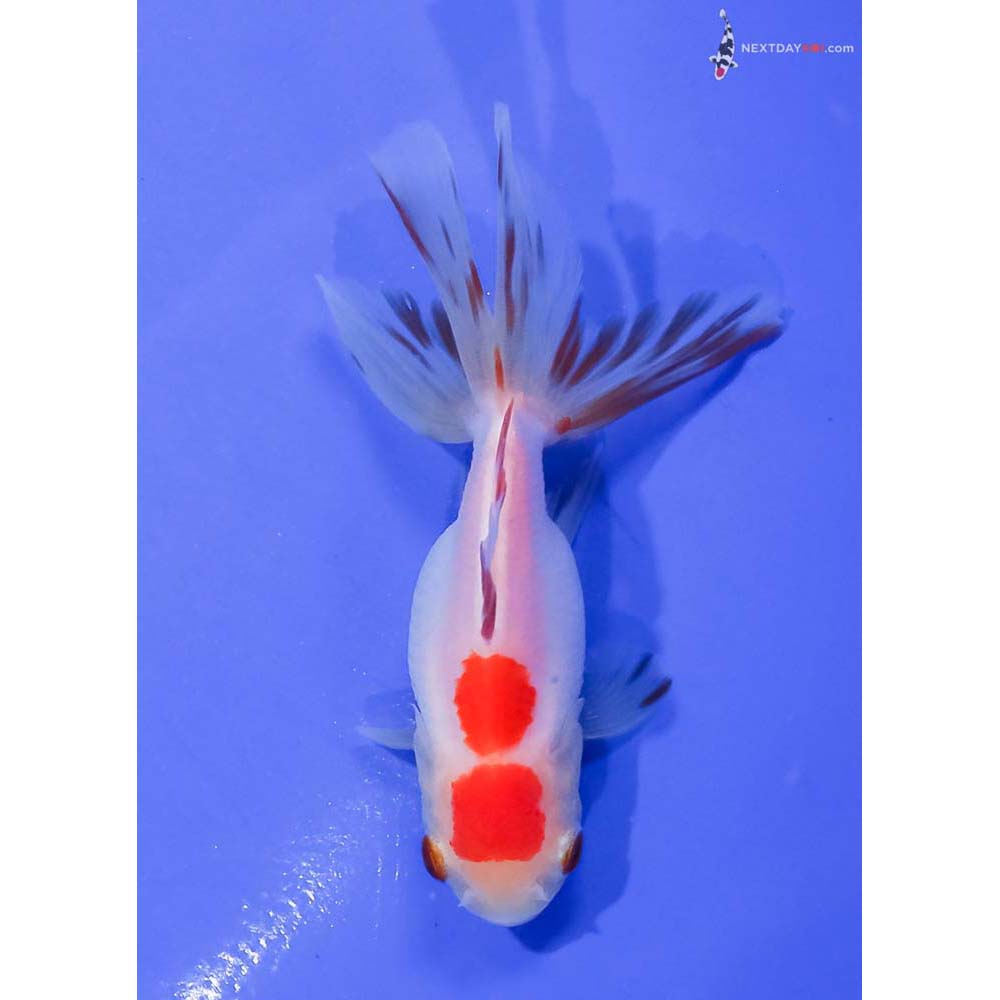 3.5” Imported Red and White Oranda