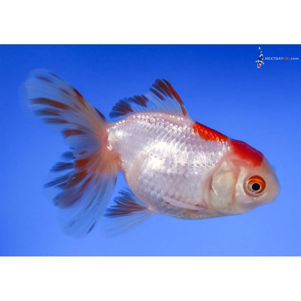 3.5” Imported Red and White Oranda
