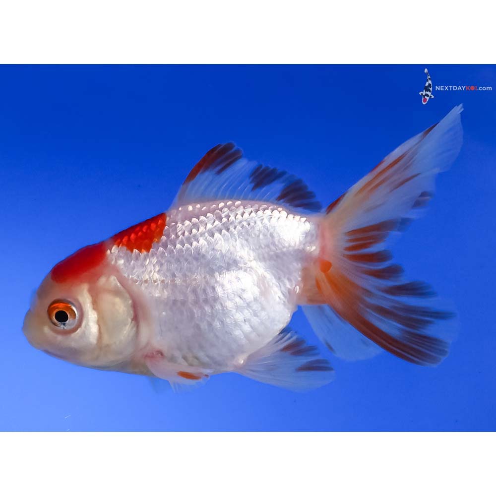 3.5” Imported Red and White Oranda