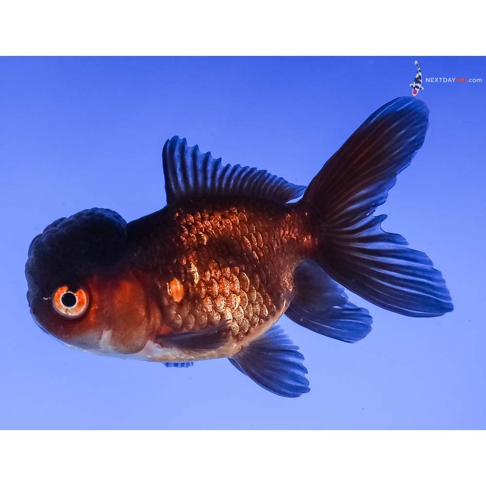 3.5” Imported Red and Black Oranda