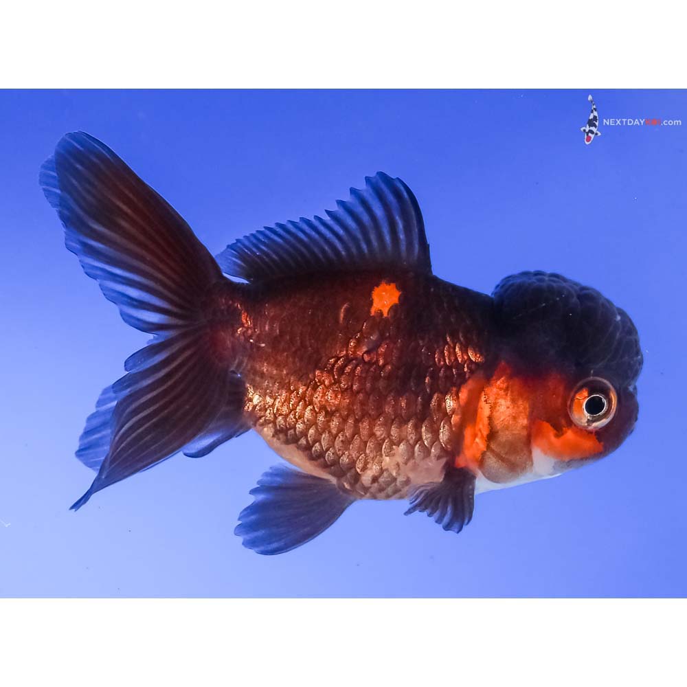 3.5” Imported Red and Black Oranda