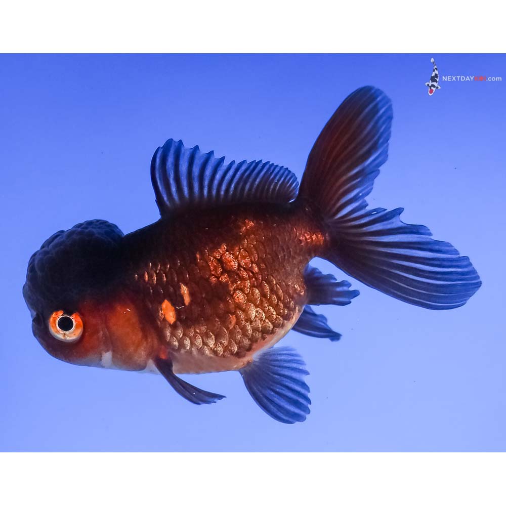 3.5” Imported Red and Black Oranda