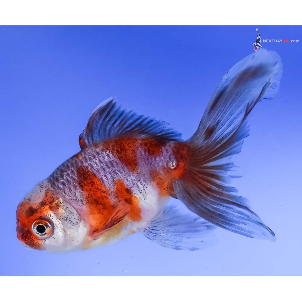 4” Imported Calico Oranda