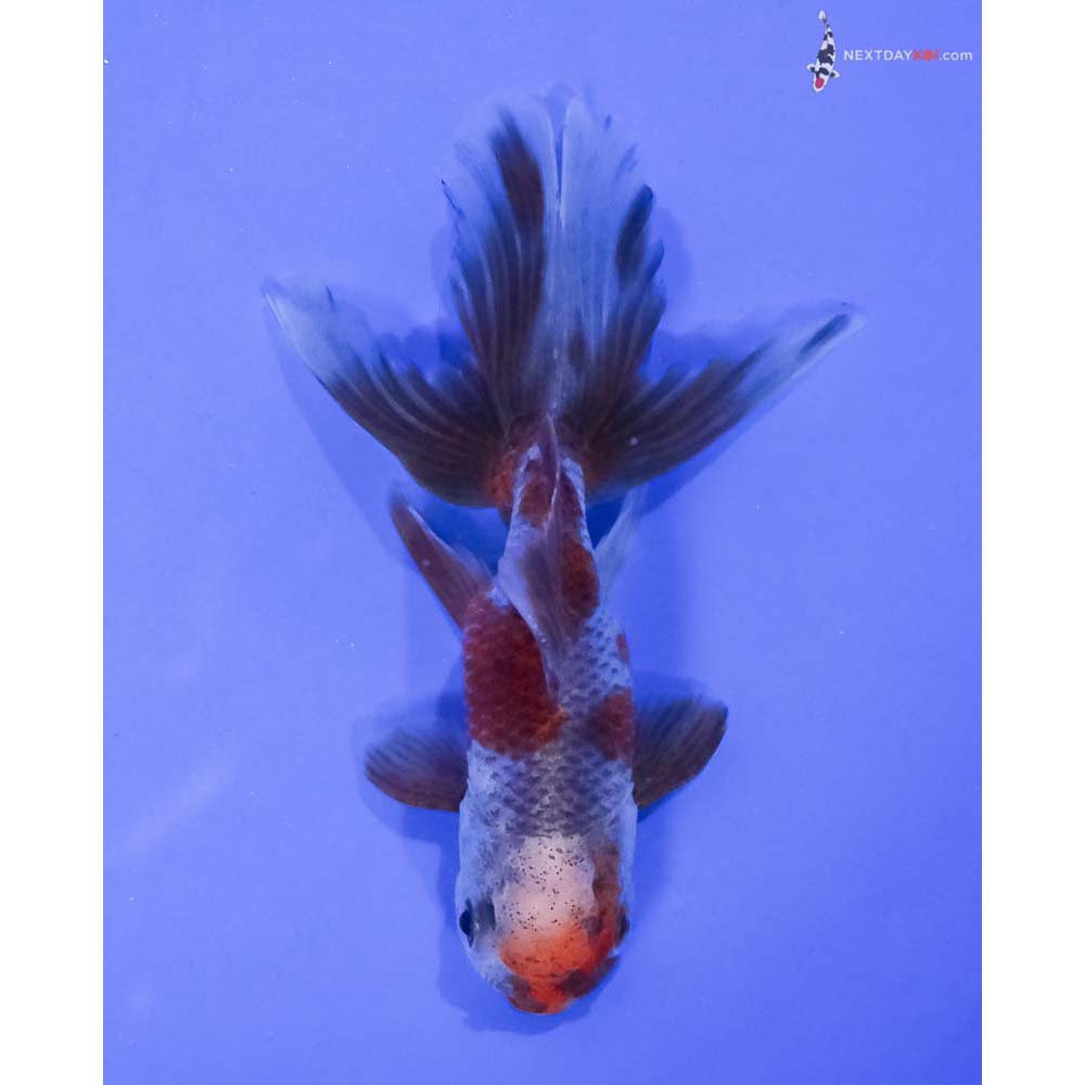 4” Imported Calico Oranda