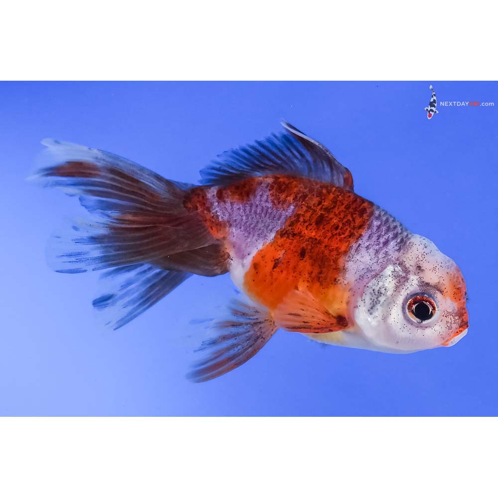 4” Imported Calico Oranda